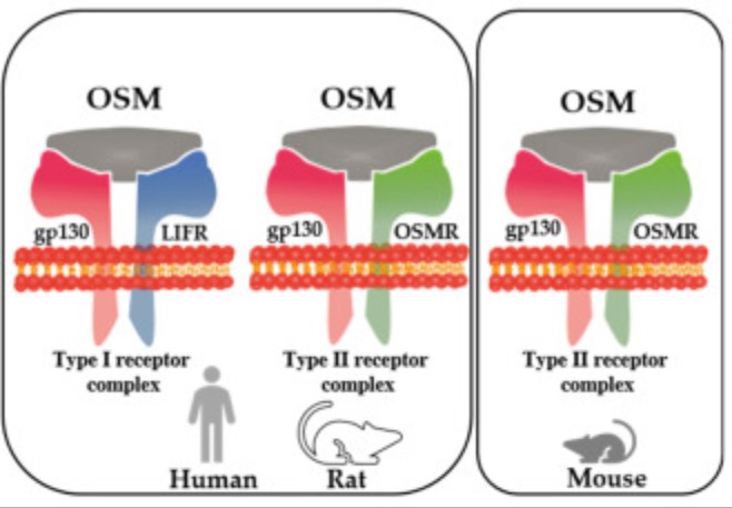 The differential formation of receptor complexes by OSM in the human, rat, and mouse.jpg